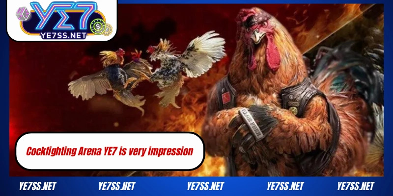 YE7 Cockfighting – Where the Most Legendary Gamecocks Converge in 2025 2 YE7 Cockfighting Arena is very impression