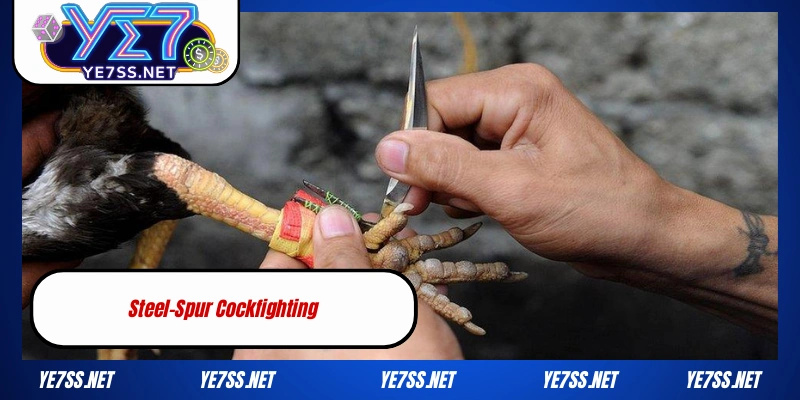 YE7 Cockfighting – Where the Most Legendary Gamecocks Converge in 2025 3 Steel-Spur Cockfighting is popular in the entertainment industry for rewards