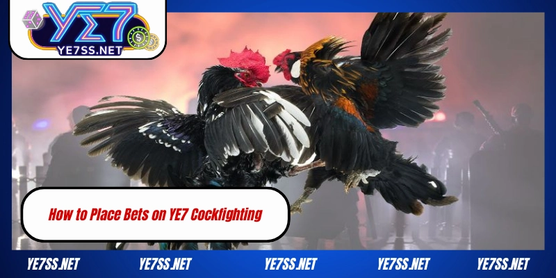 YE7 Cockfighting – Where the Most Legendary Gamecocks Converge in 2025 4 Way to bets on YE7 Cockfighting